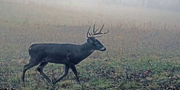 buck deer in foggy field
