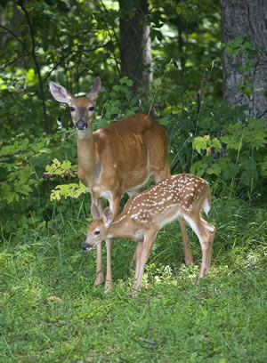 guy-sagi-wo-doe-and-fawn