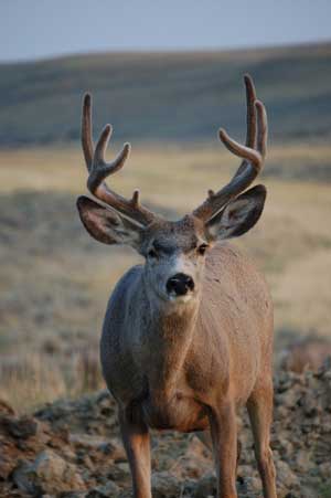 mule deer buck