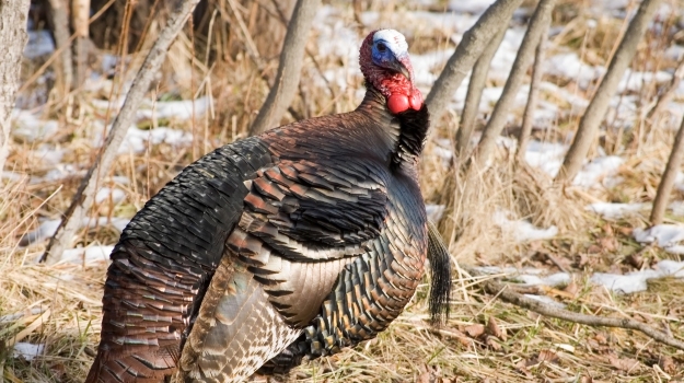 Turkey by Bruce Macqueen