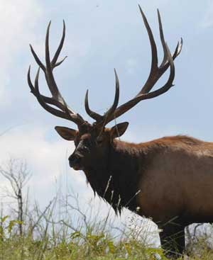 bull-elk-grogan