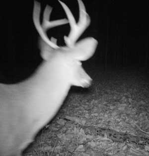 trail camera too close to deer