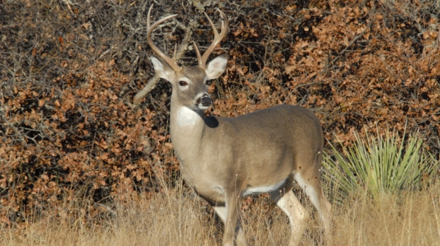 DeerCalling3_hdr