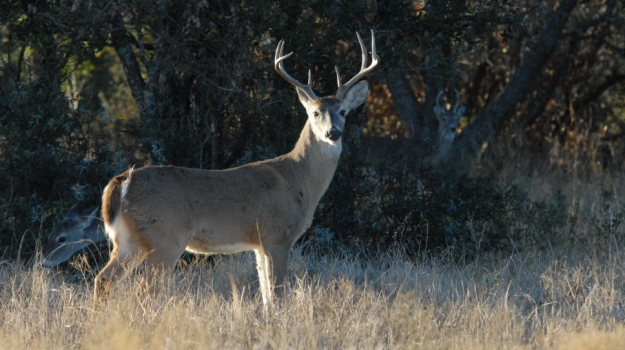 DeerCalling5_hdr