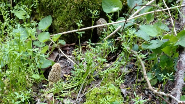 MushroomHunting_hdr