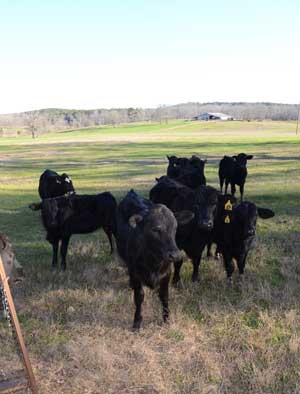 cattle on farm used for hunting land