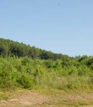 reclaimed strip mine land