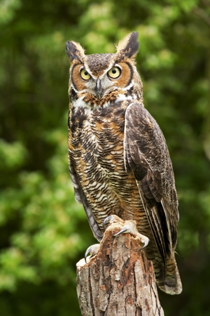 Owl_ll