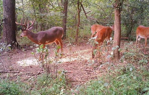 buck on game camera