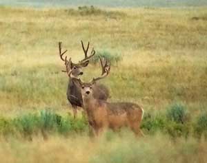 mule-deer-cremeans