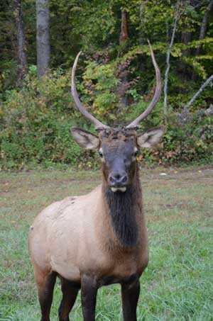 spike-elk