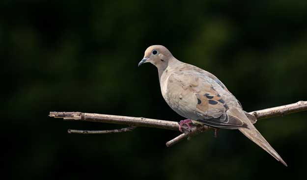 dove in a tree