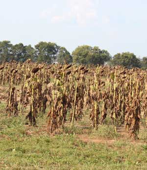 sunflower field