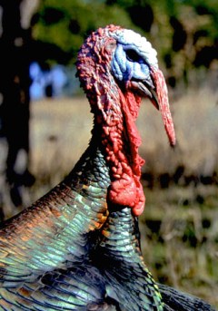 2323-JPGobblers2