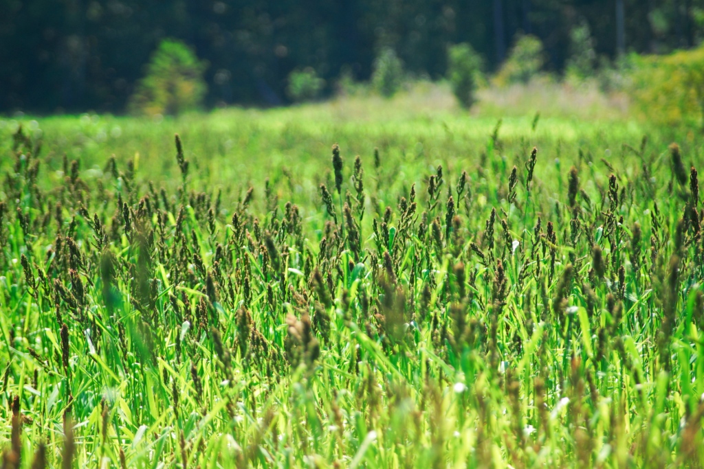 Planting Waterfowl Seed Mix