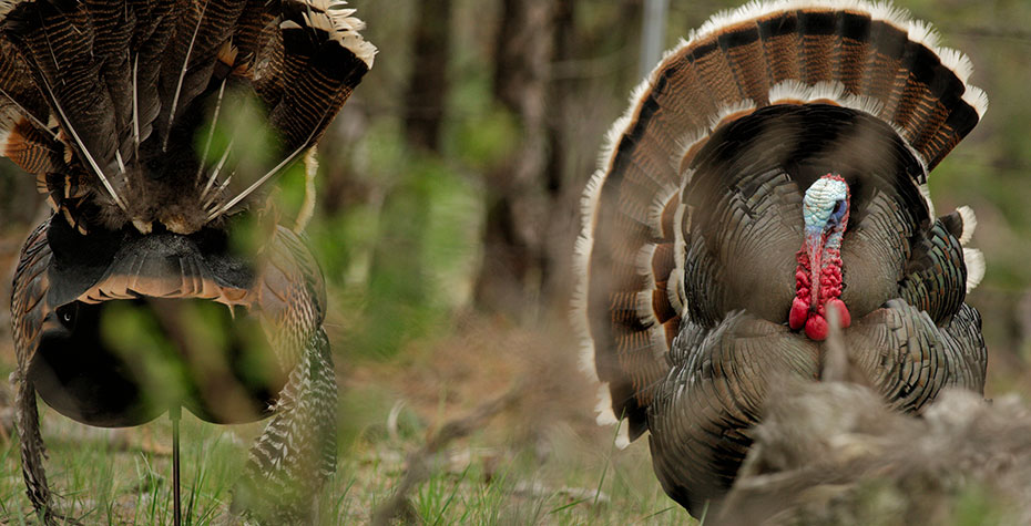 Merriam Turkey