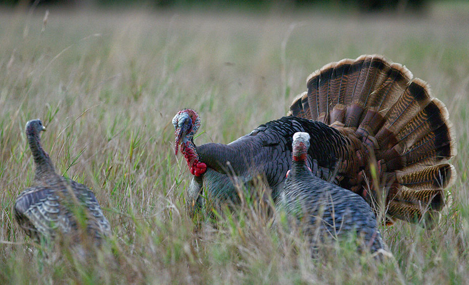 Osceola Turkey