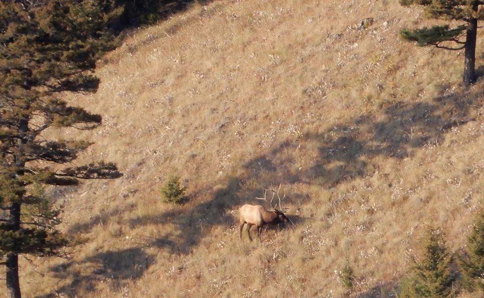 Herd Bull Distant DIY Public Land Elk Hunt