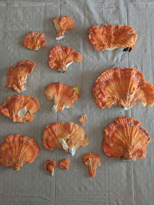 chicken of the woods mushrooms drying