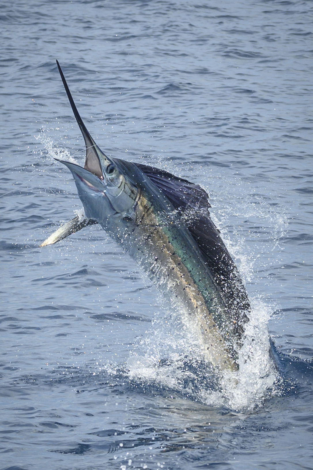 sailfish jumping