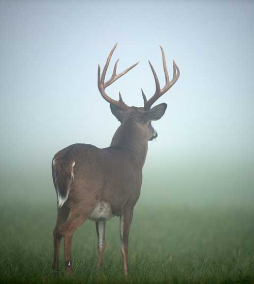 10-point buck back