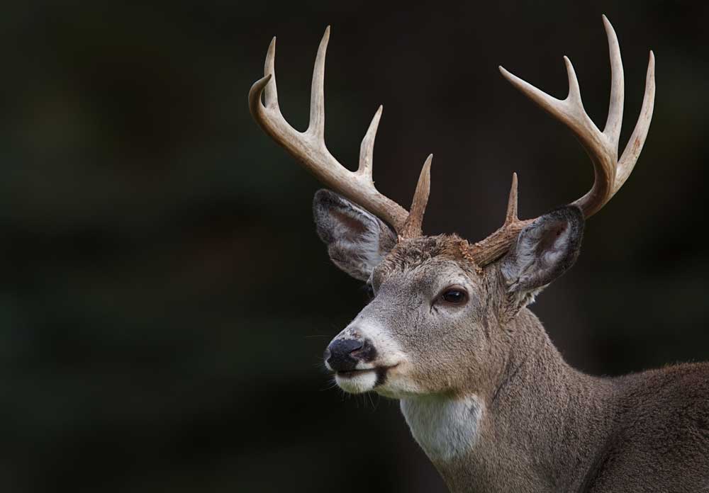 10-point buck