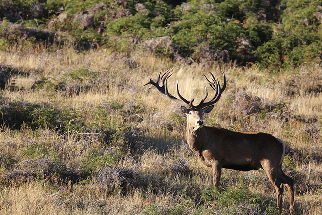 New Zealand red stag buck