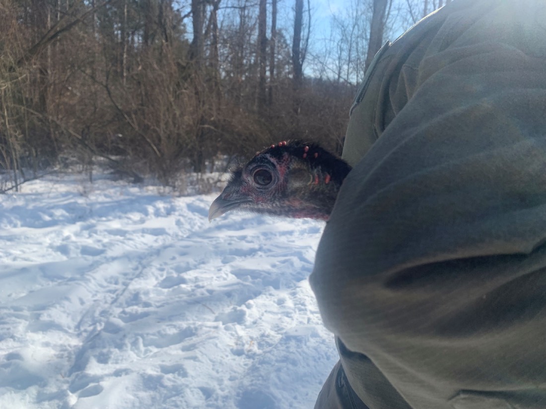 oldest living hen captured