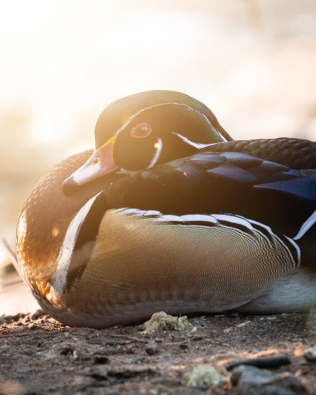 wood duck species profile