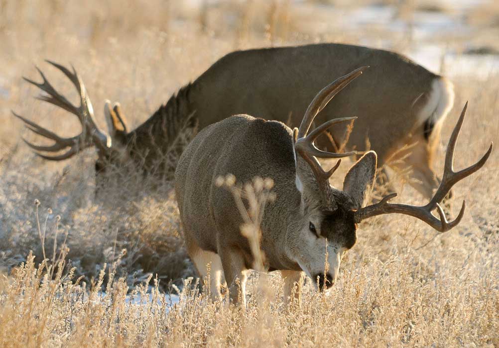 2 mule deer bucks