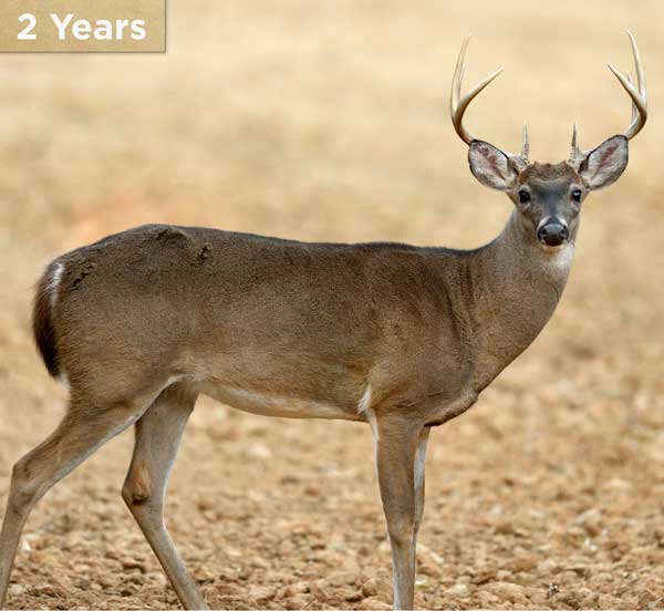 2 year old buck