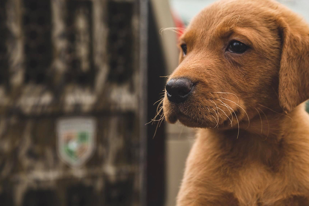 lab puppy mossy oak kennels