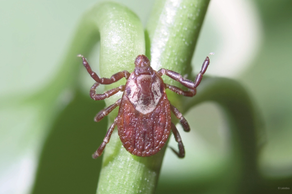 avoiding ticks