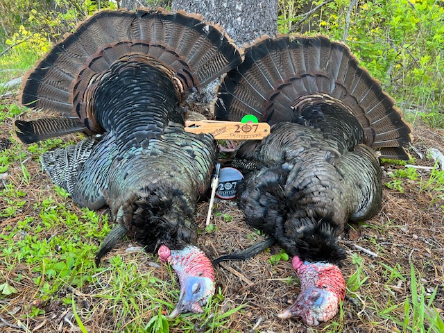 turkey double