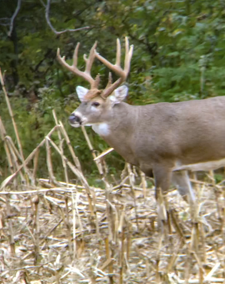 Pike County Illinois Big Buck