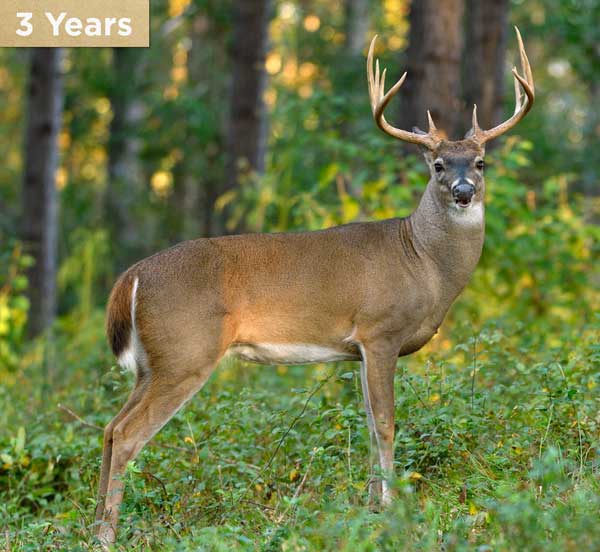 3 year old buck