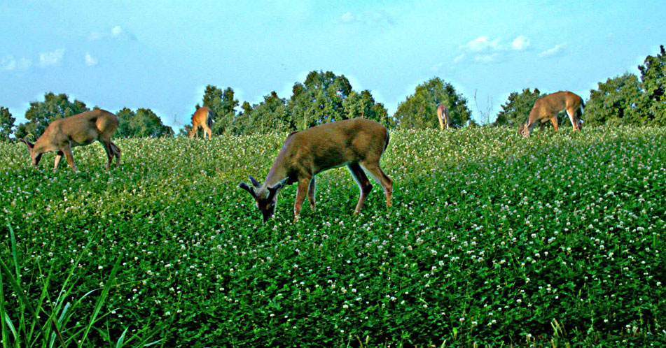 velvet bucks in food plot