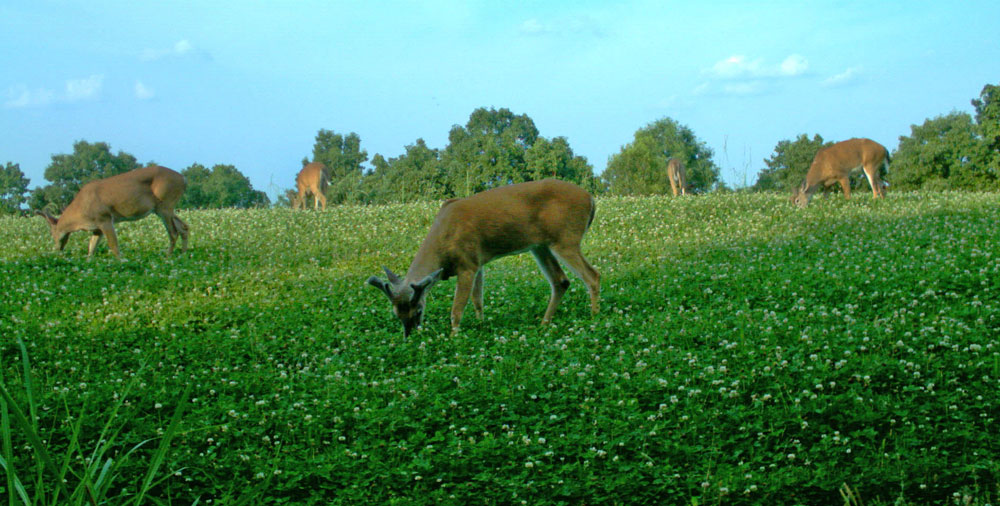 velvet bucks in clover