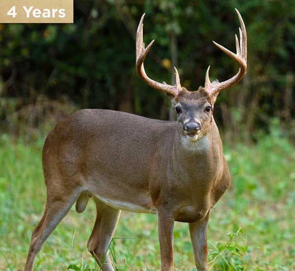 4 year old buck