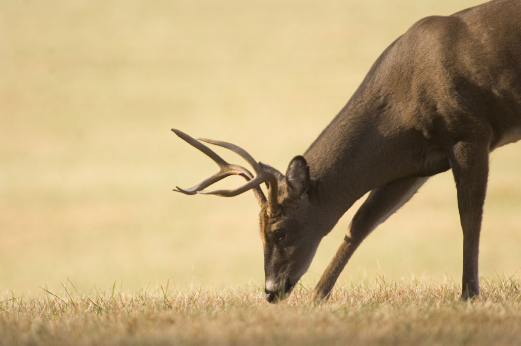 6-point deer