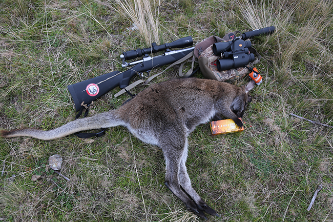 New Zealand wallabies