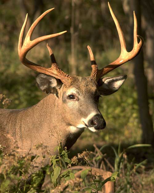 whitetail buck 8-point