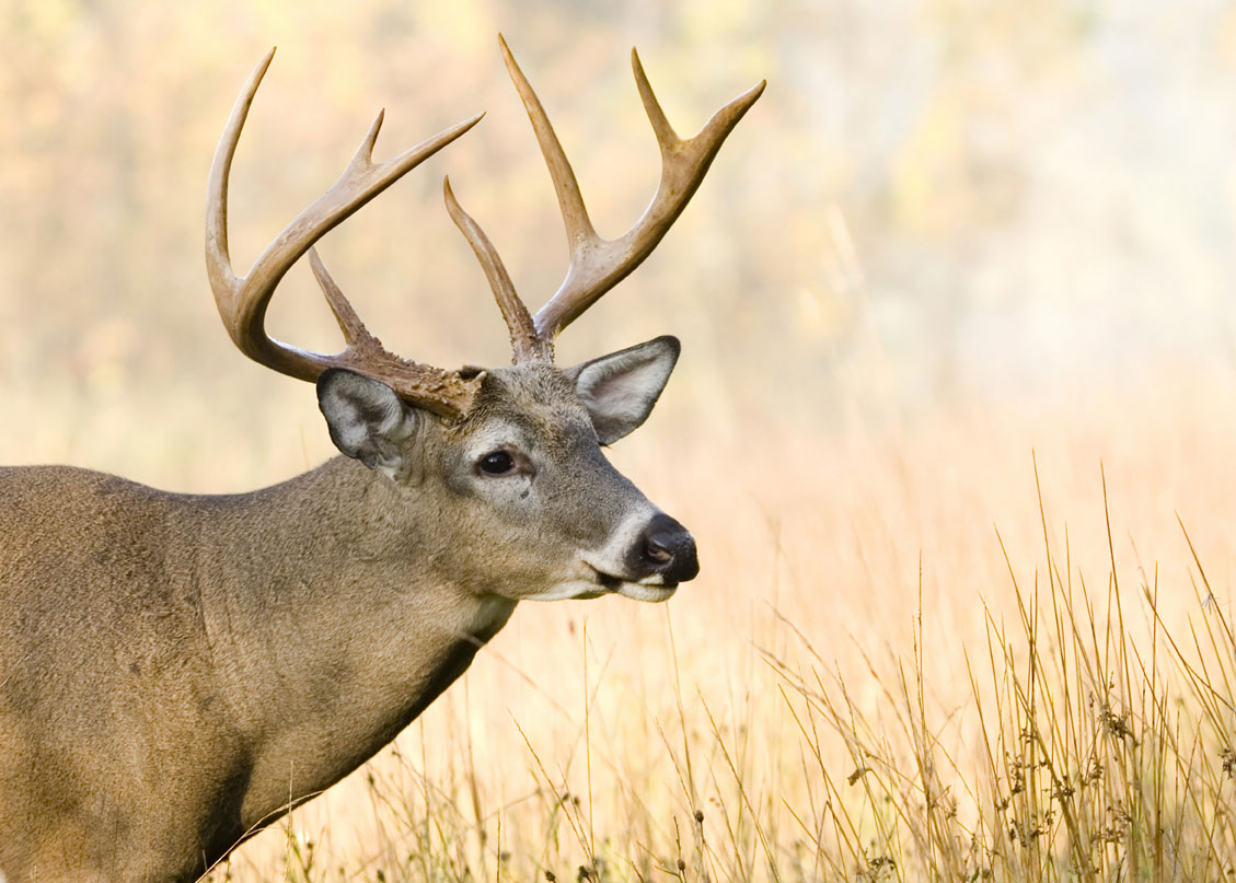 8-point deer