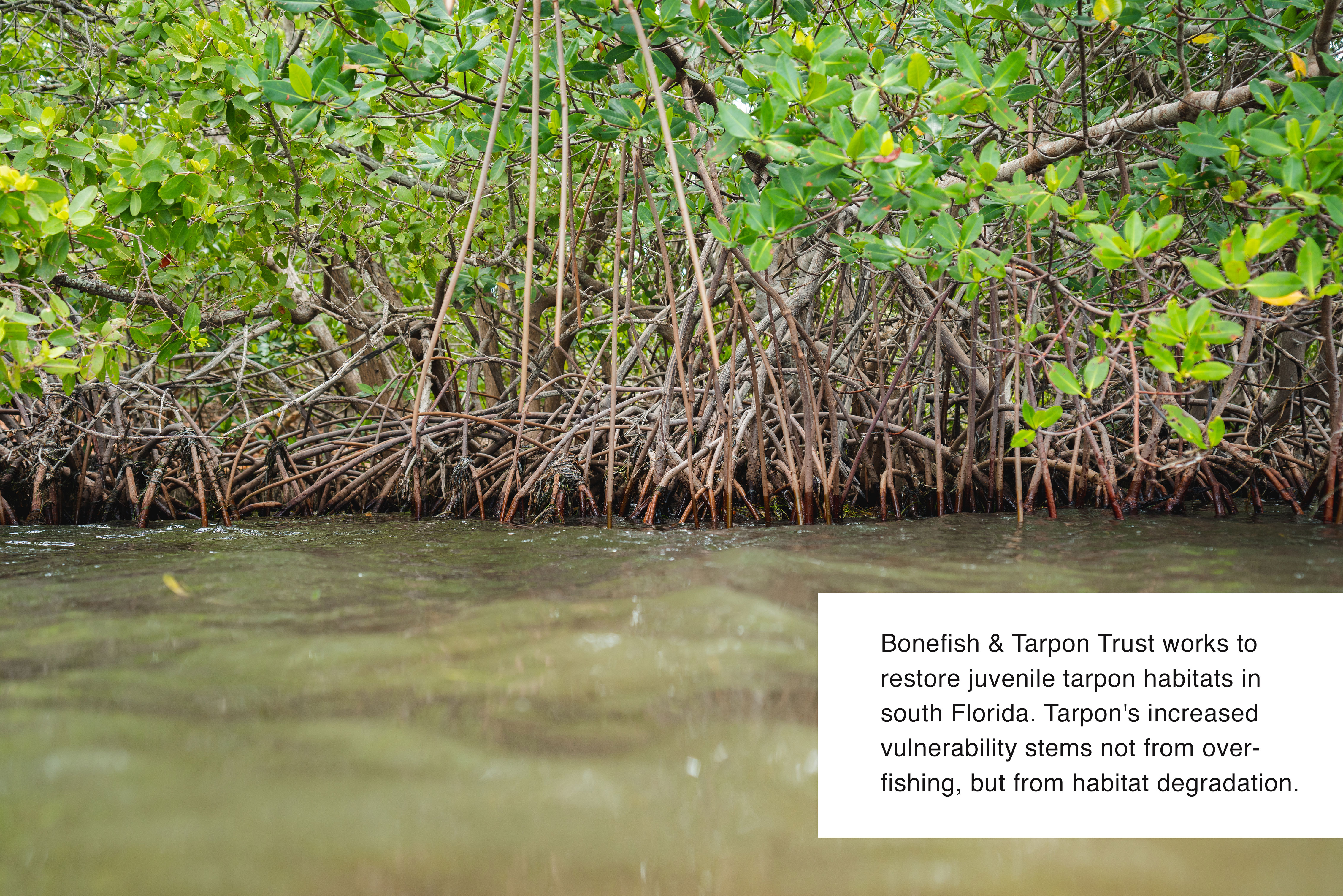 tarpon habitat restoration