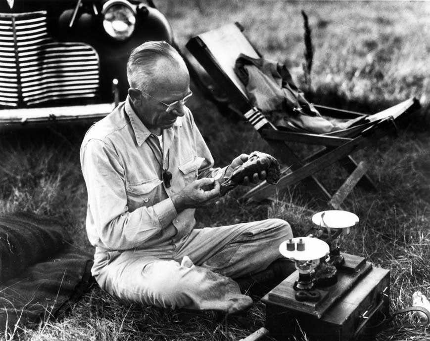 Aldo Leopold weighing woodcock