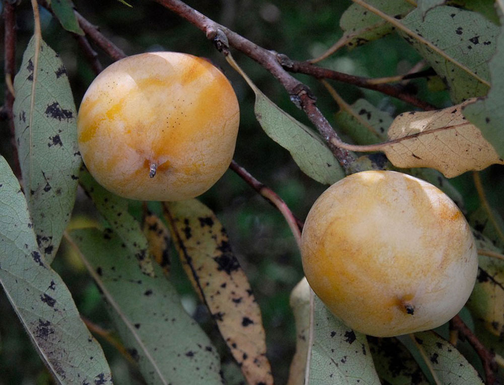 persimmons