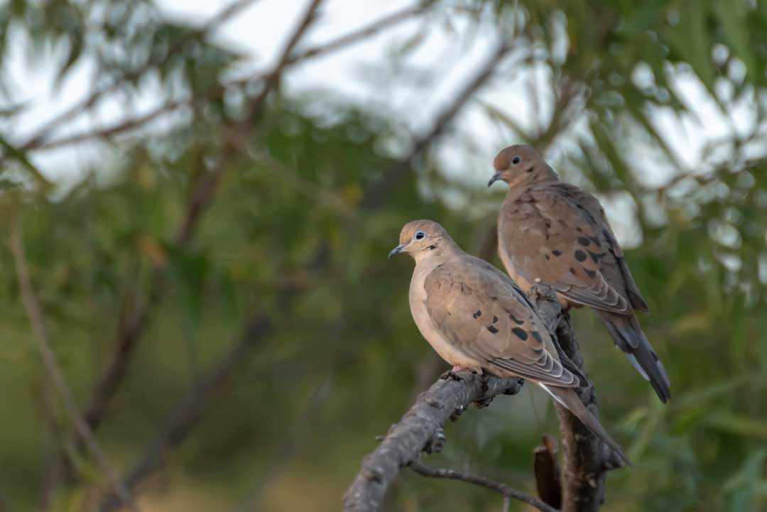 doves in tree
