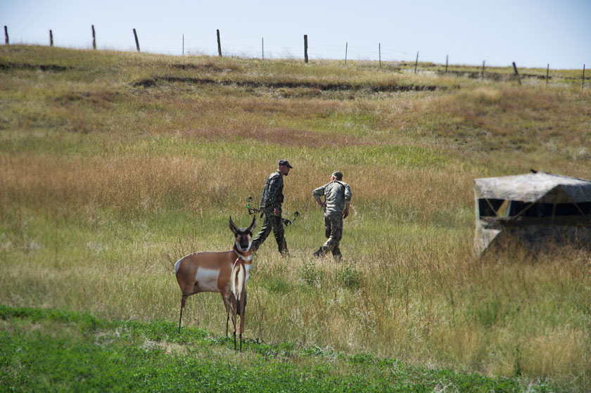 Antelope hunting with blind and decoys