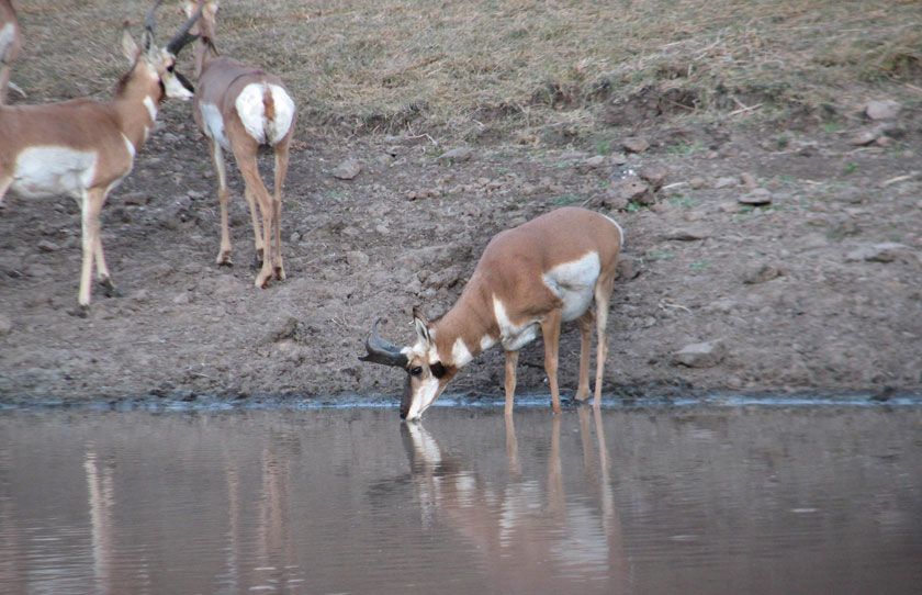 Antelope at watering hole
