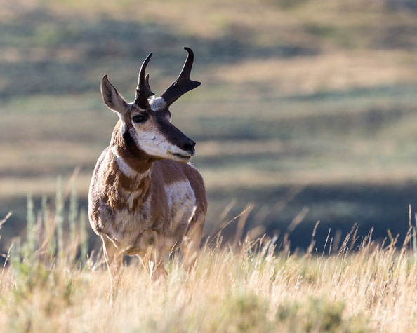 Antelope buck